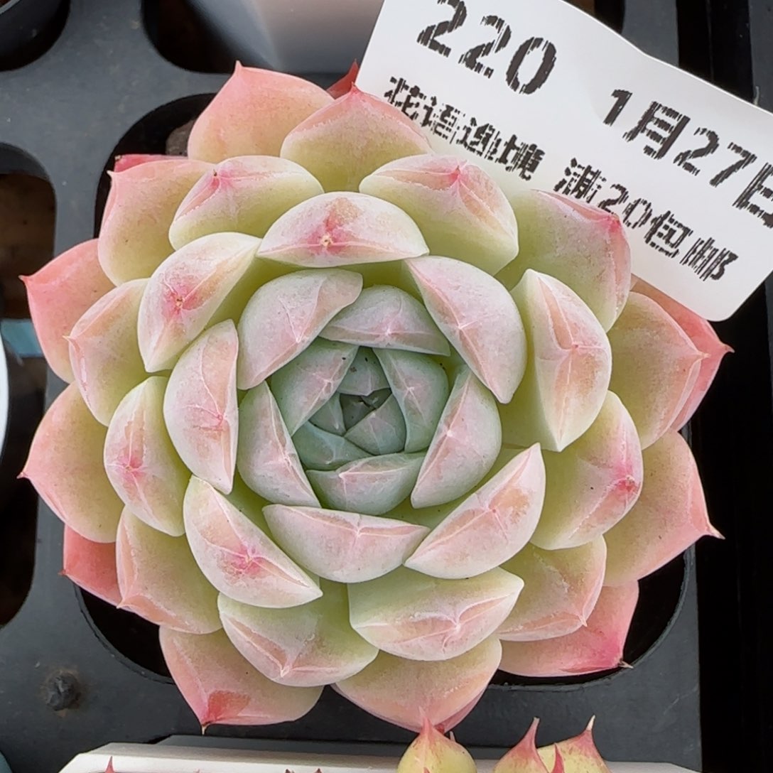 花语逸镜0127-220