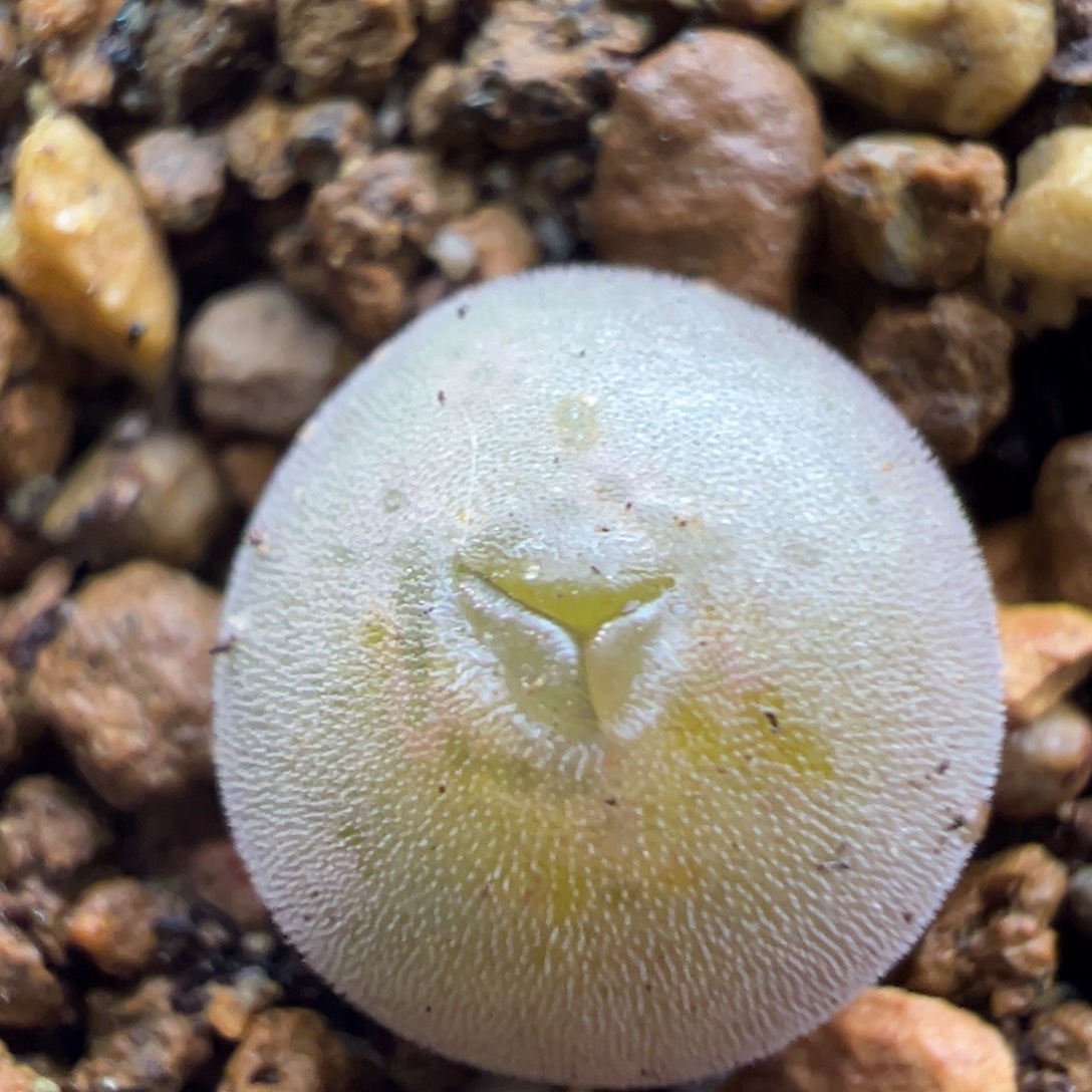 106单头空蝉奔缀化