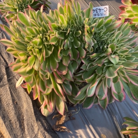 434女神缀满25包邮多肉