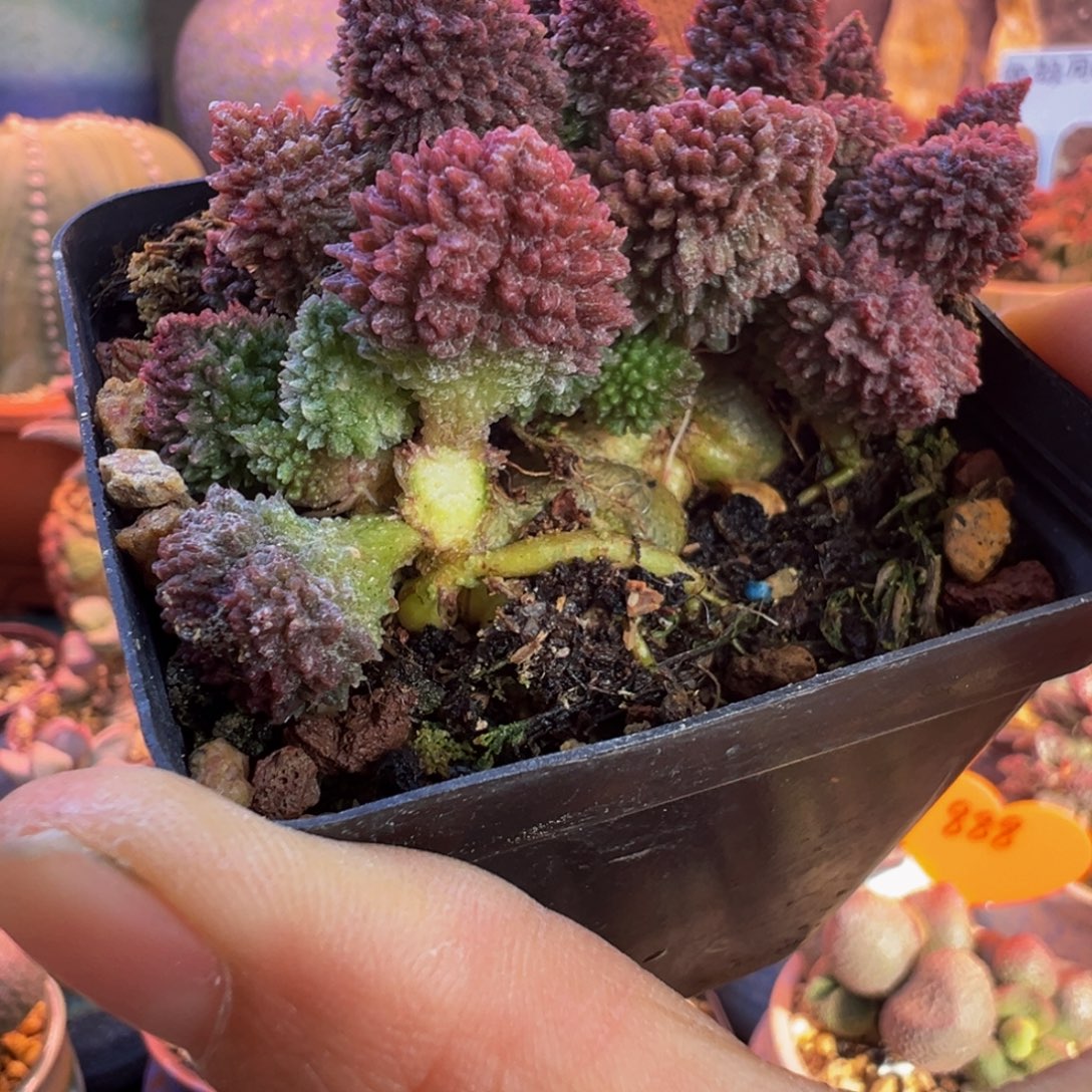 一***味瑕疵……嗯嗯嗯好吧好嘛我