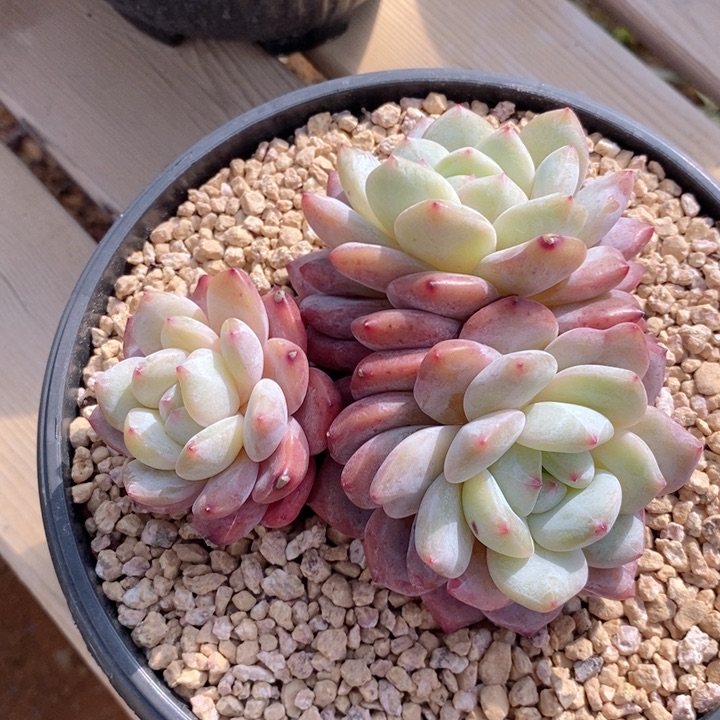 星影 韩货精品666