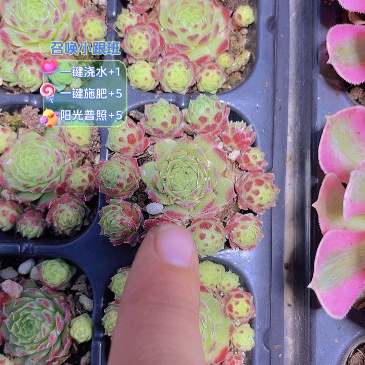 ໑***ఌ爱德华精品多肉量拍