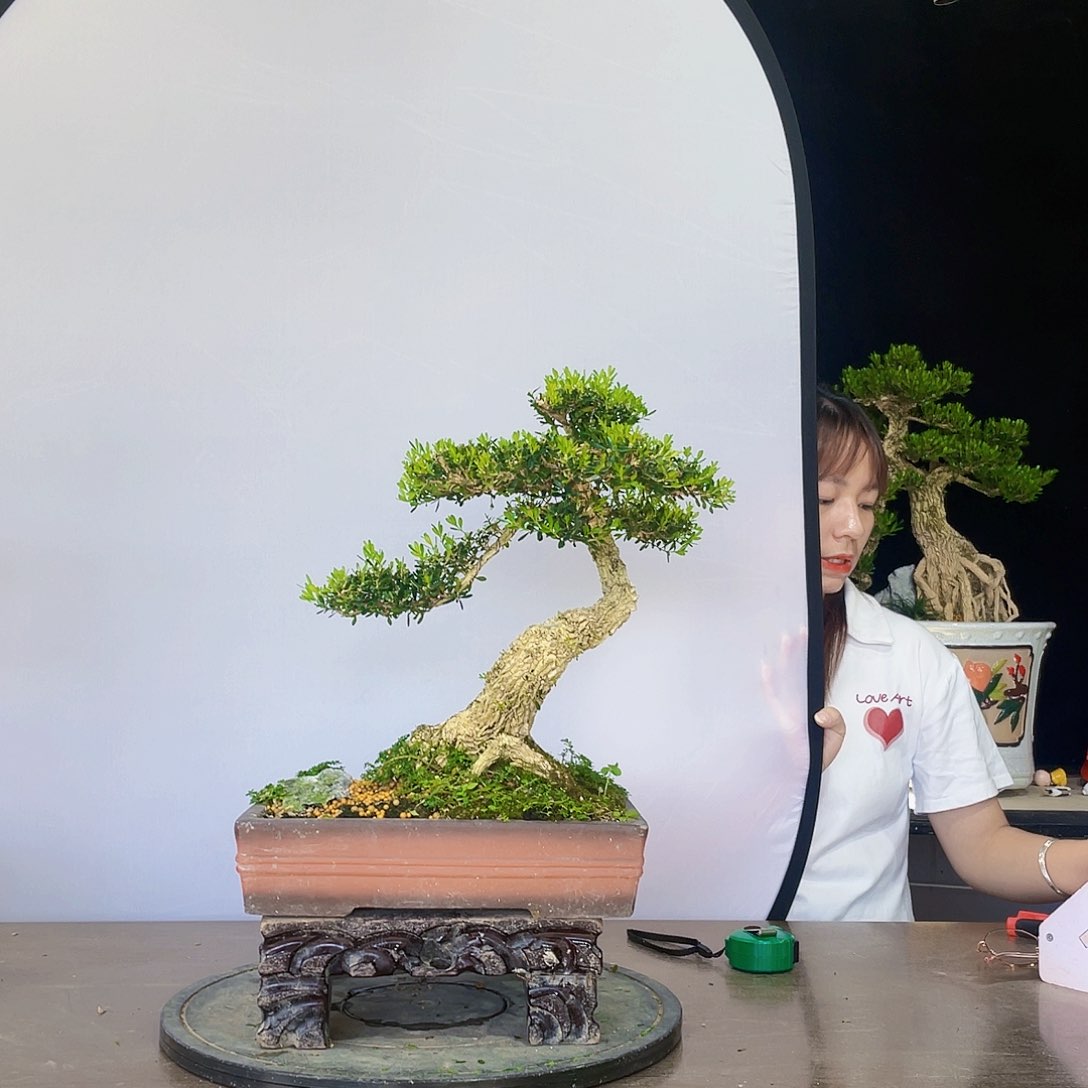 完全开放黄杨盆景四季常青
