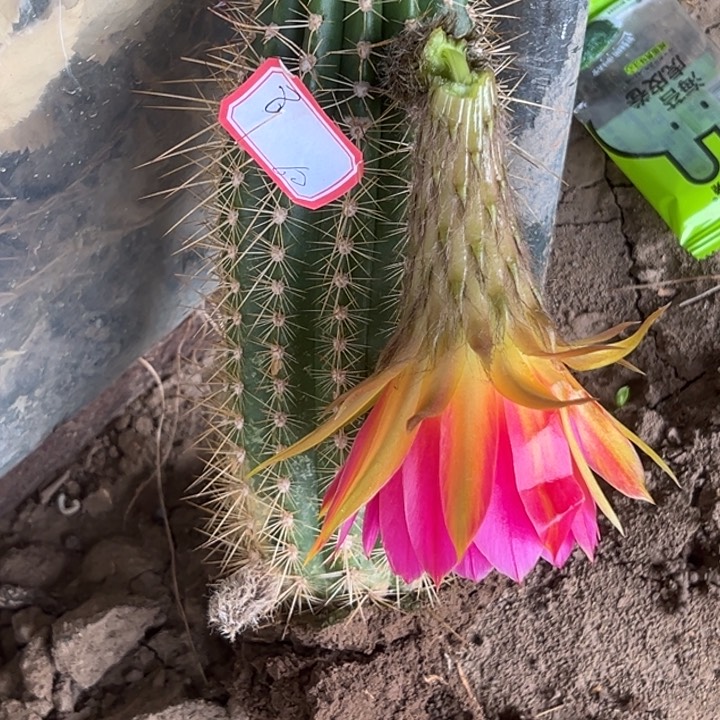 刘*仙人球杂交毛花柱编号瑕疵8