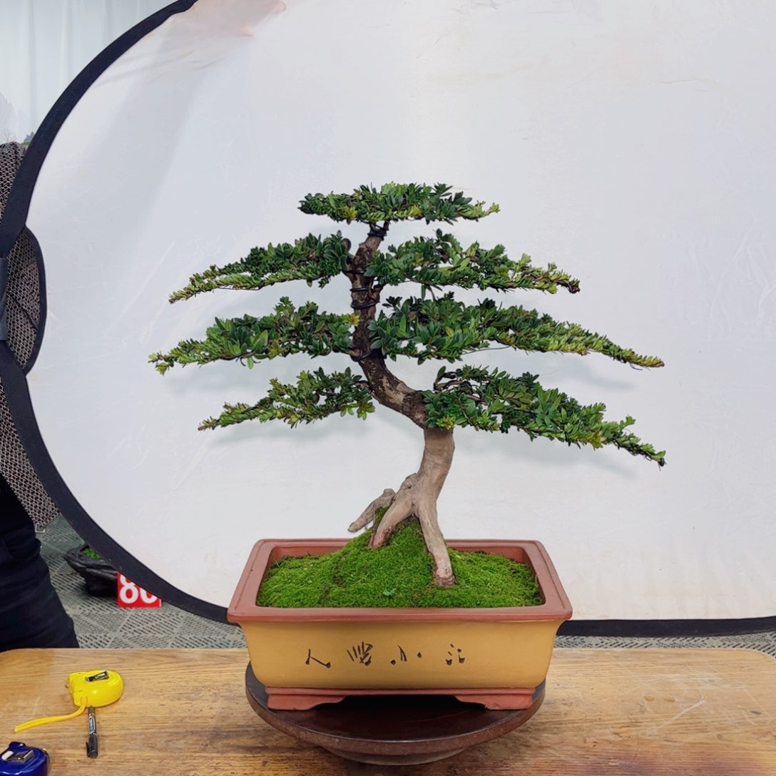 罗汉松盆景艺术作品