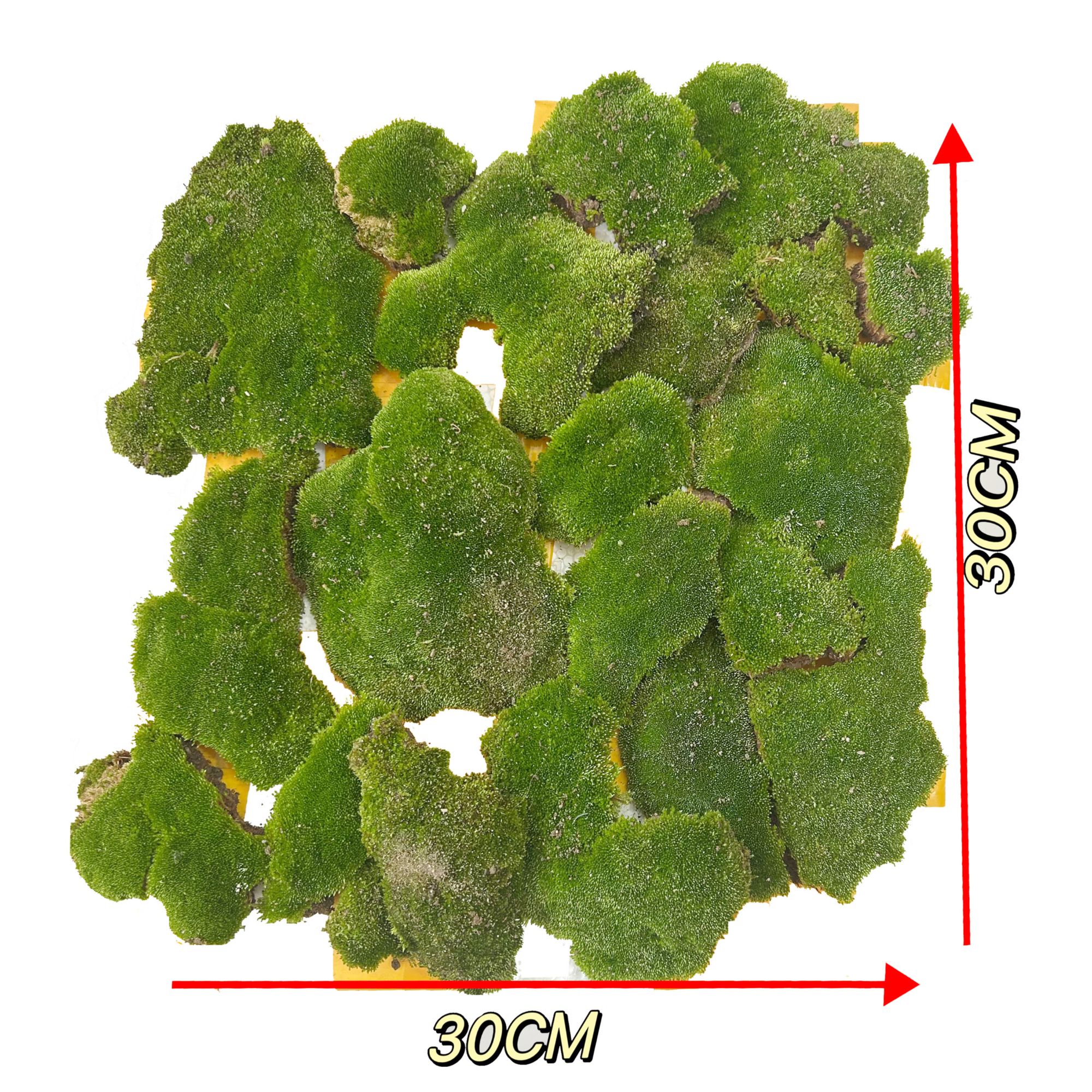 巴贝兰苑兰花盖面短绒苔藓