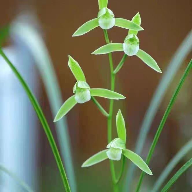 兰花苗盆栽植物室内寒兰天道素带花苞浓香名贵好养花卉绿植客厅