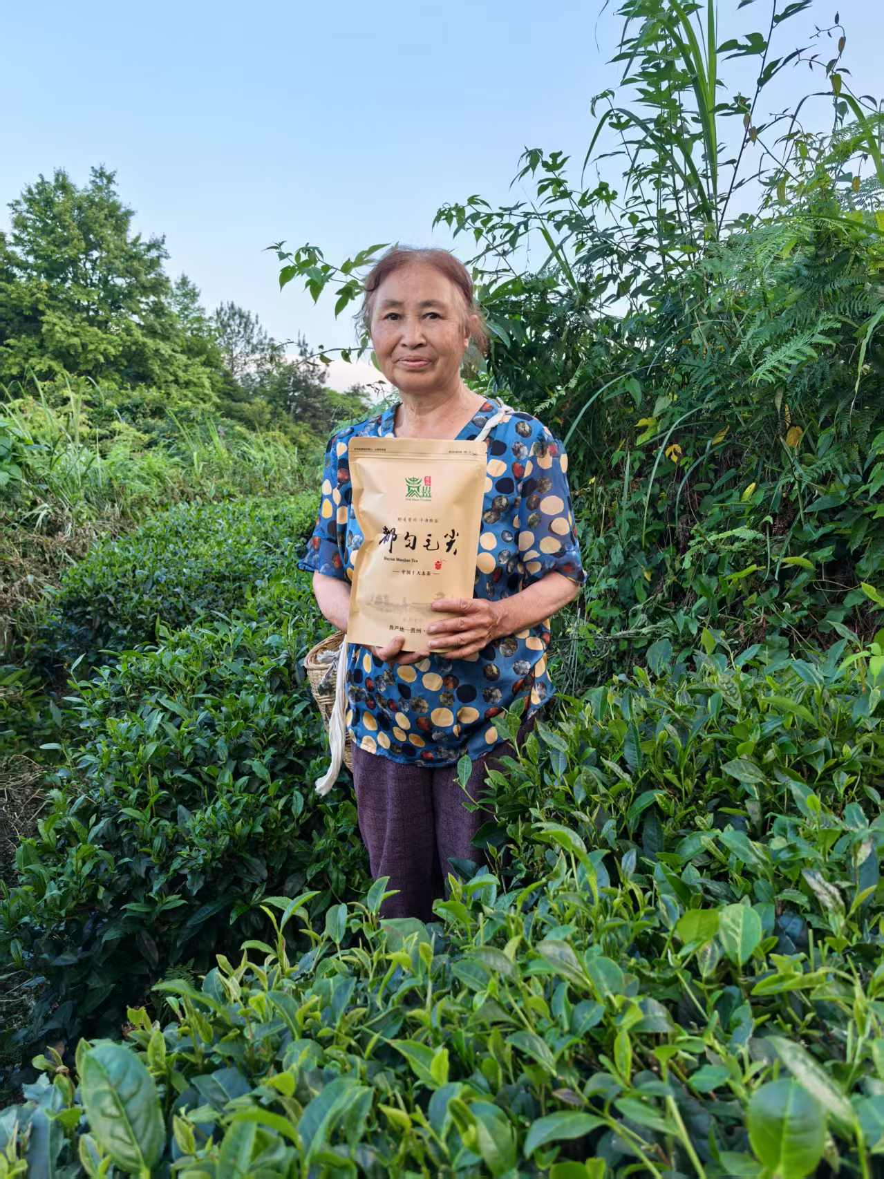 明前口粮茶（团山毛尖）