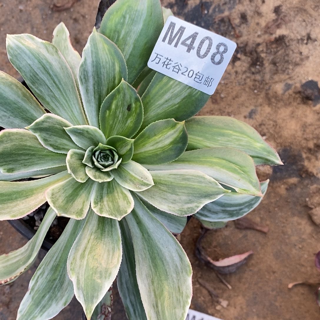 408白帝城多肉植物