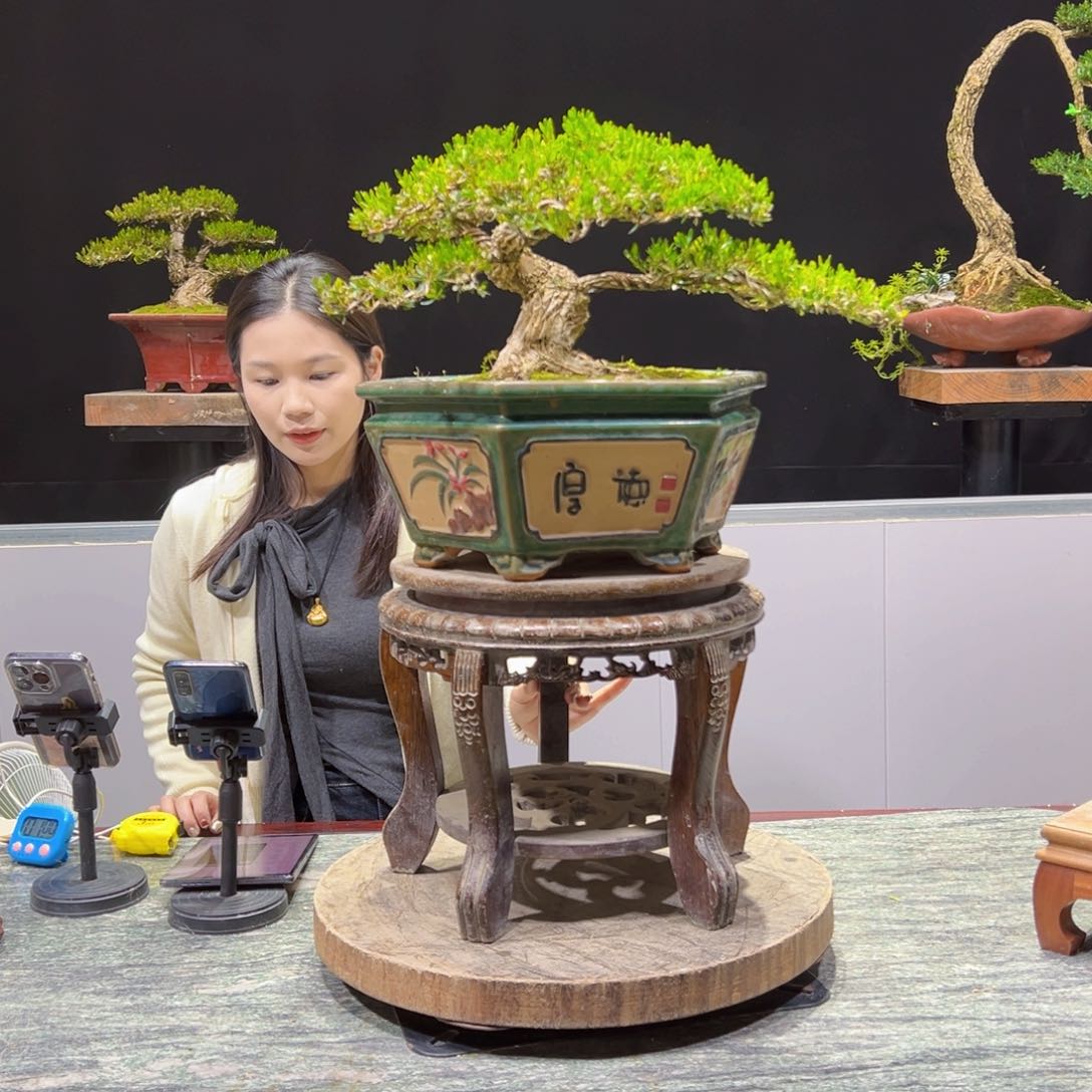 绿植黄杨盆景盆景