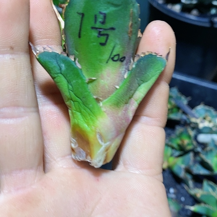 多肉植物龙蛇兰子物