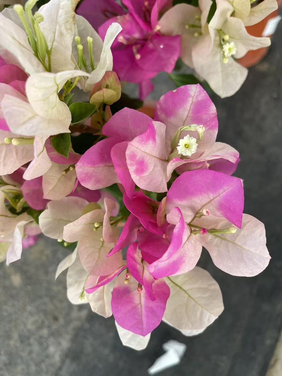 【玛丽】 三角梅美丽 鲜花盆栽 带花 冬季原盆带花发基地爬藤