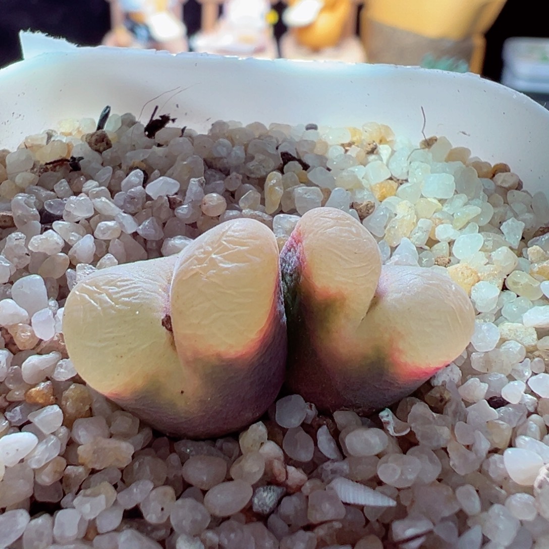 1221-221多肉多日毛