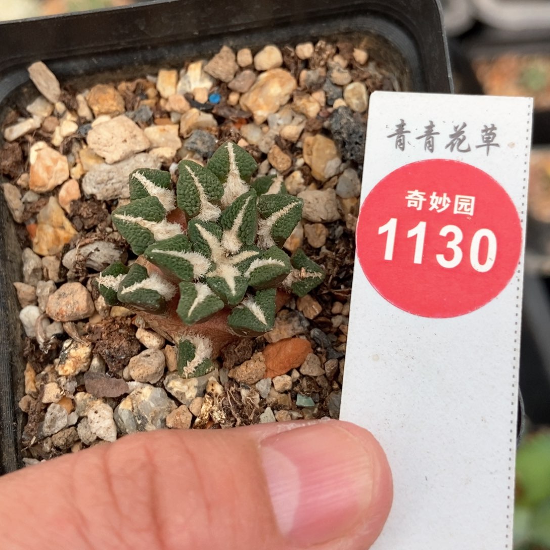 自根黑牡丹2.9cm