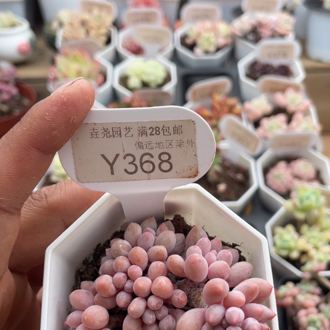 0368婴儿手指5.0厘米
