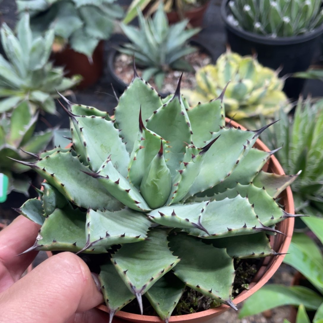 丸叶芭蕾龙舌兰姬芭蕾