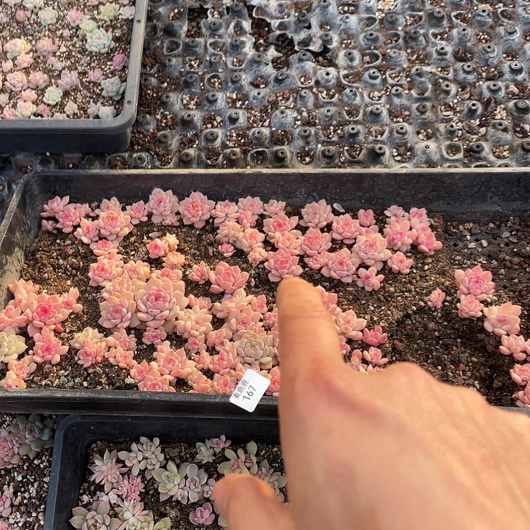 丹****167。 定。             