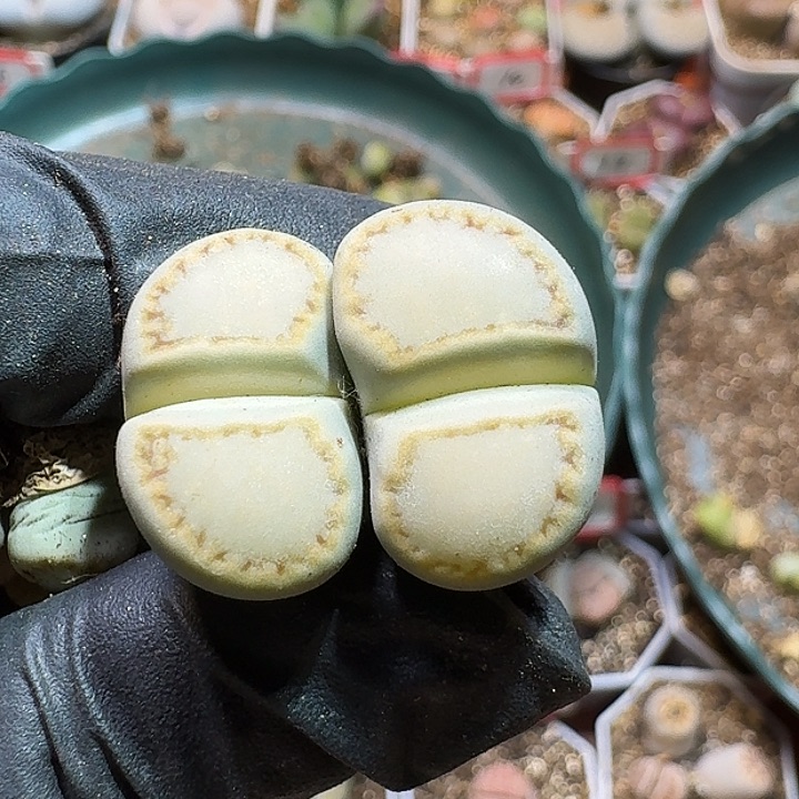 吗***你生石花2223:    130