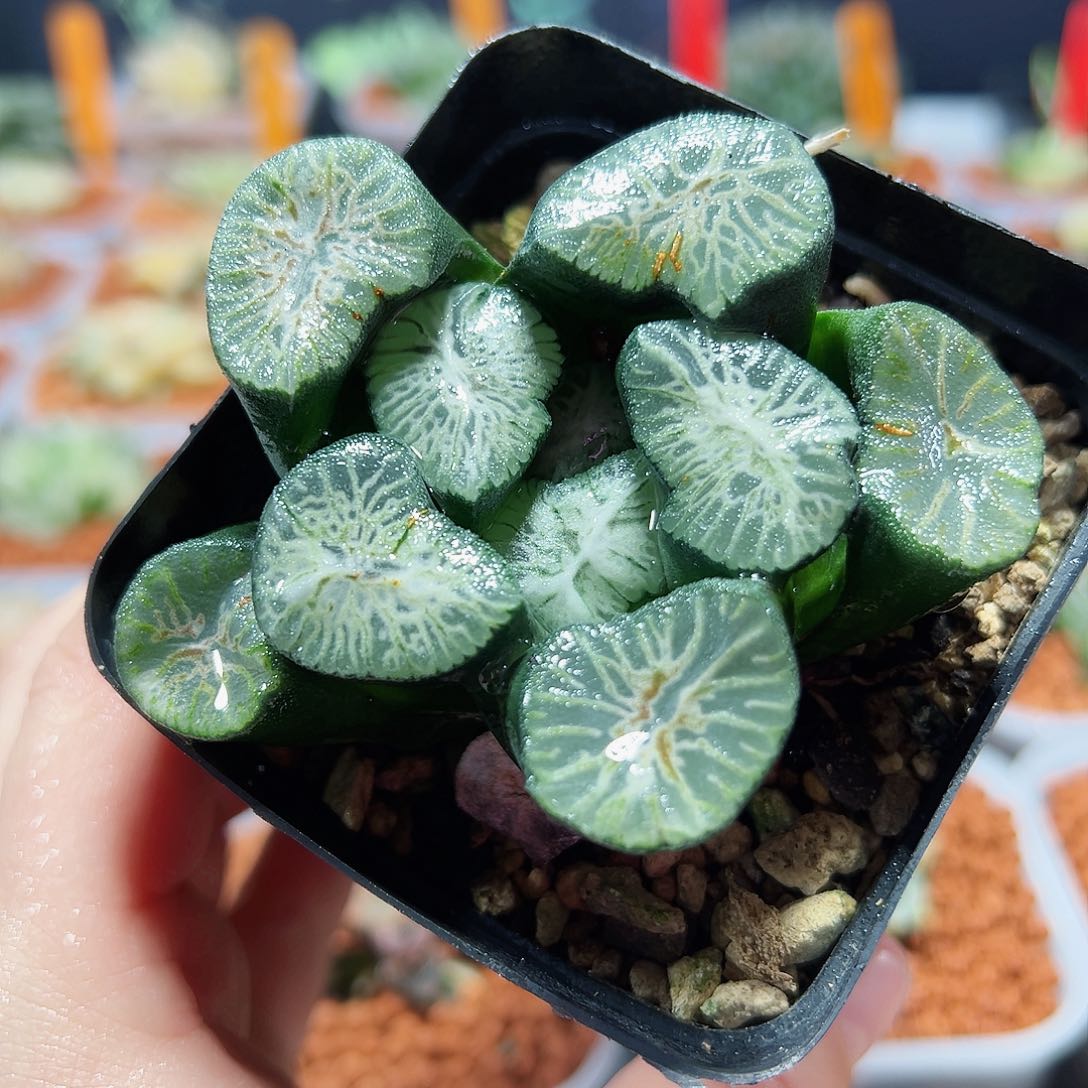 十二卷多肉翡翠龙