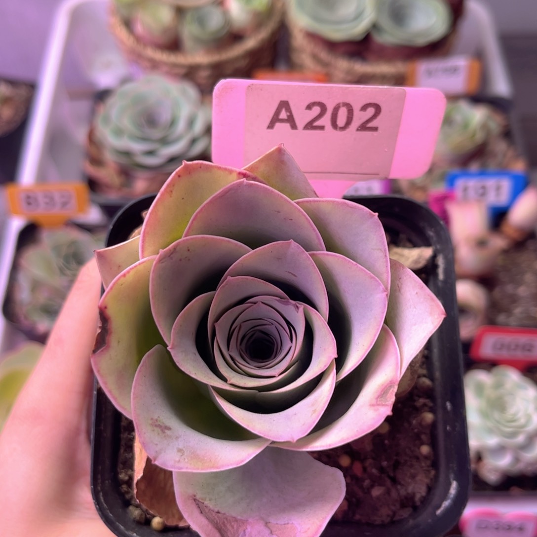 山地玫瑰一物一拍A202 裸根发