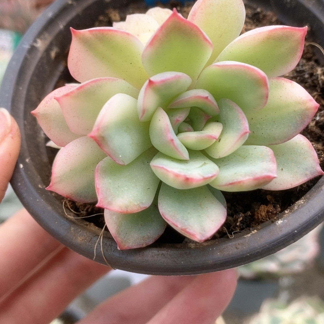 261雨燕座锦锦锦锦锦