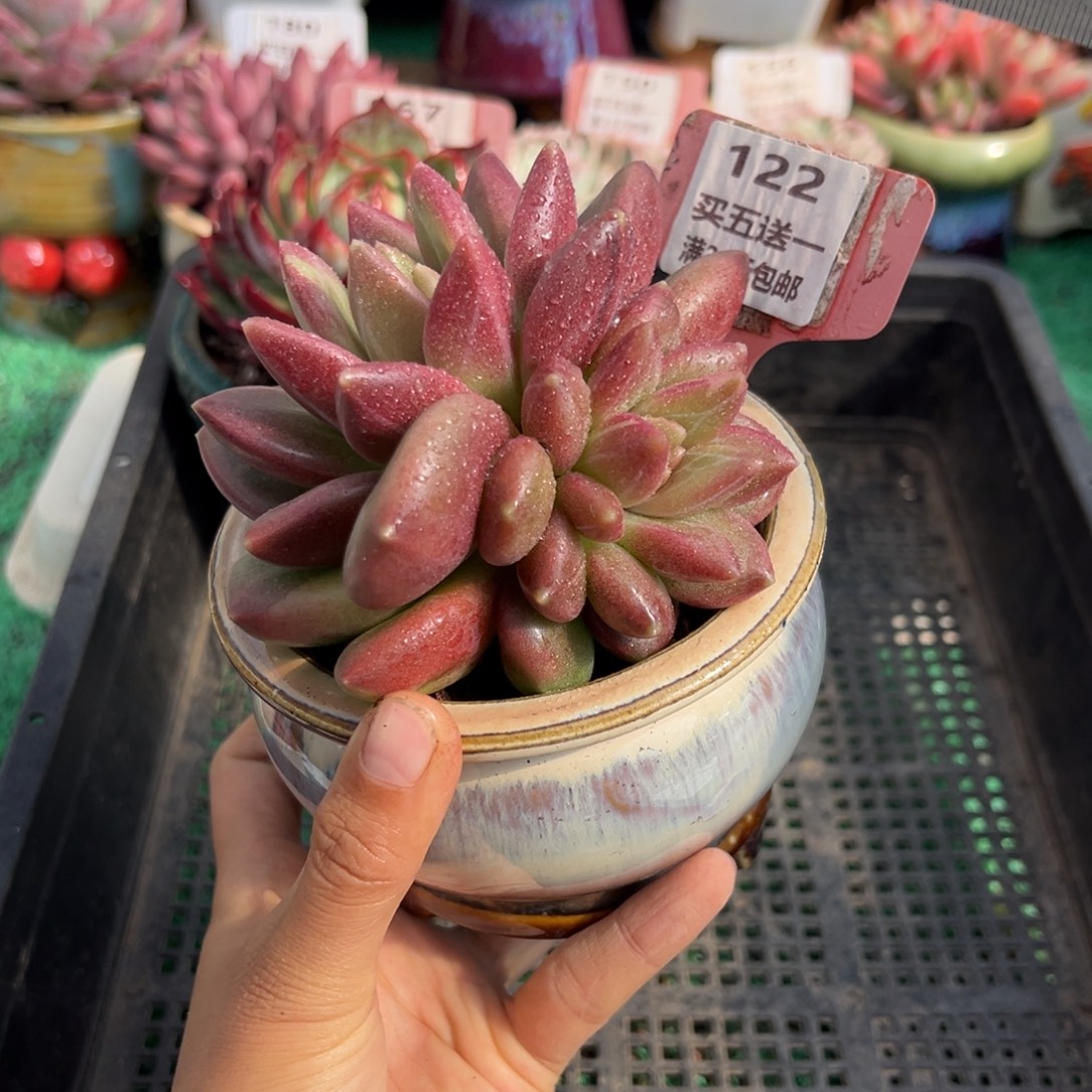 表妹精品多肉植物122.