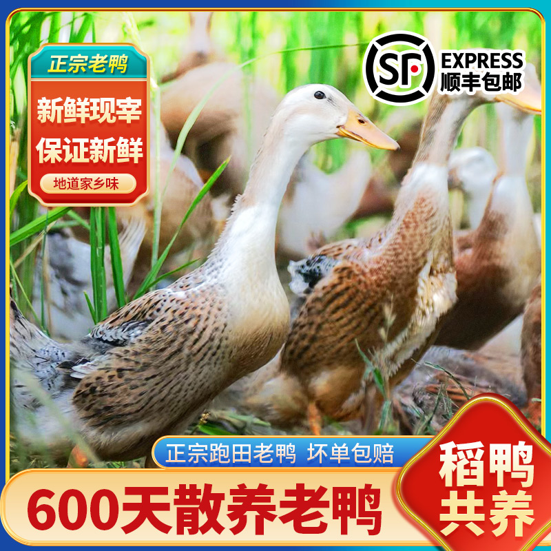 鄱湖鸭舍600天老麻鸭净膛重1000g/只农家散养老鸭子现杀现发土鸭