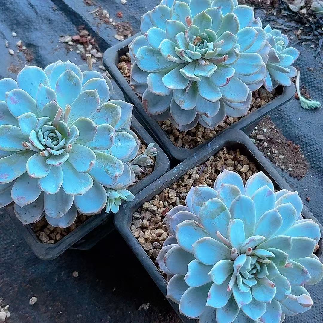 蓝石莲3颗 精品多肉（满2单包邮）清欢园艺多肉植物室内绿植盆栽