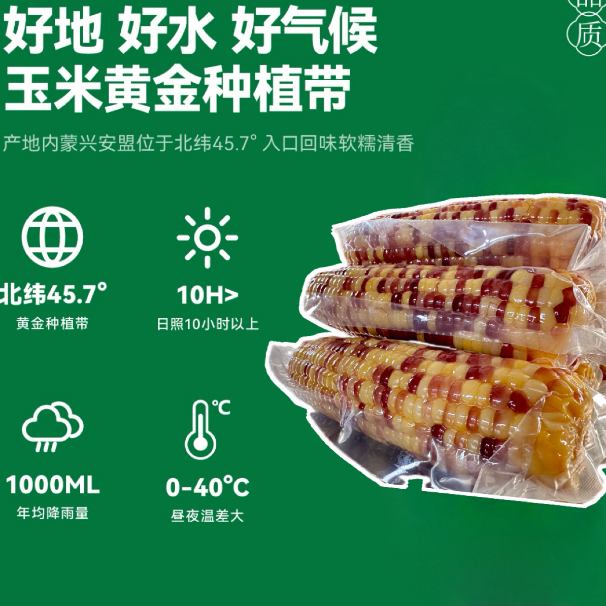 内蒙古产地直发花甜糯玉米大于等于2200克净重【8-10根】