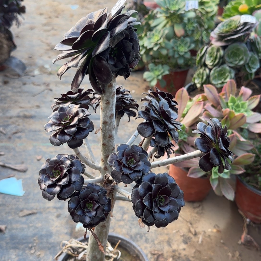 墨豆737满20包邮断枝不包