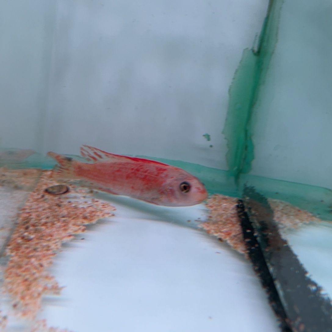 阿***布海水鱼两条鱼套餐专拍