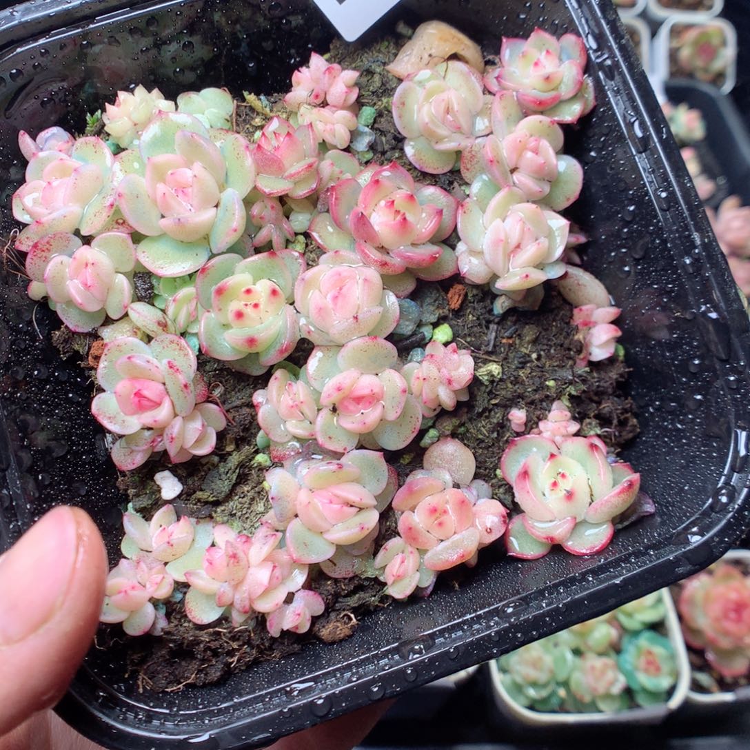 无花朵D67 干冰yyyyy