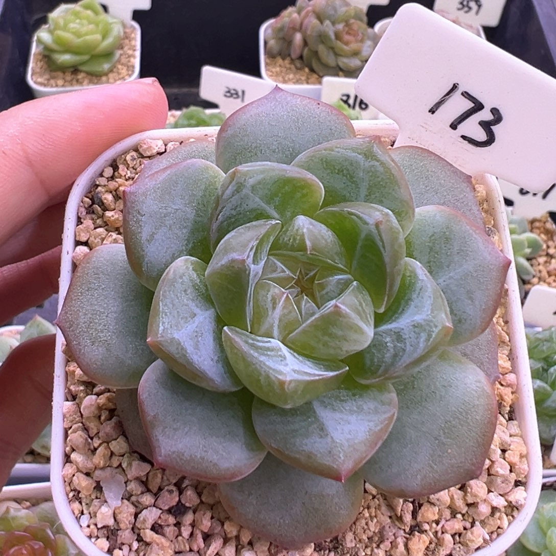 肥***桑173号绿透暗纹 晗雨多肉