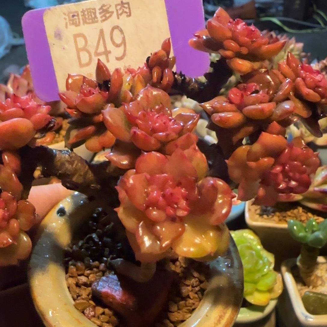 安***鱼多肉植物黄金辣牡丹牡丹