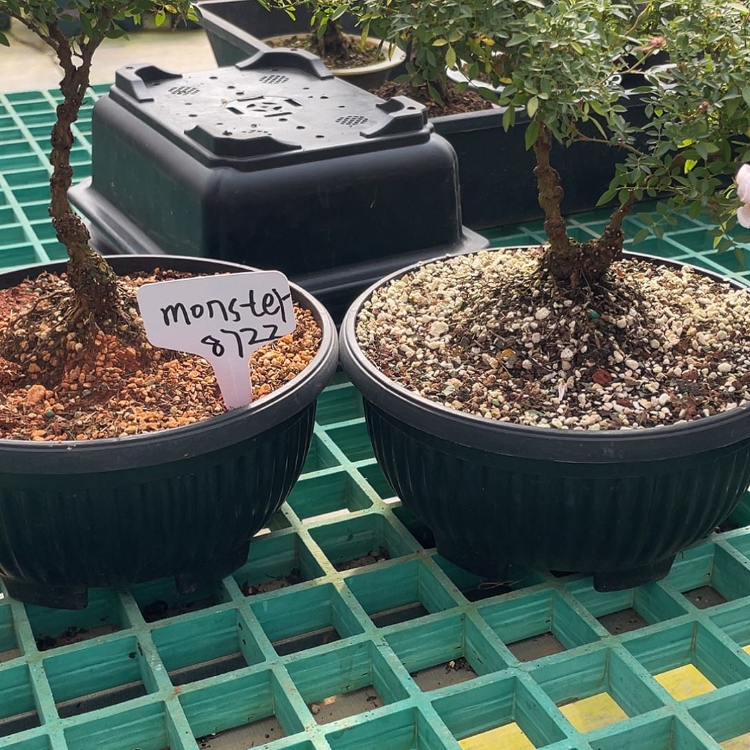 m***2完全开放原生姬乙女