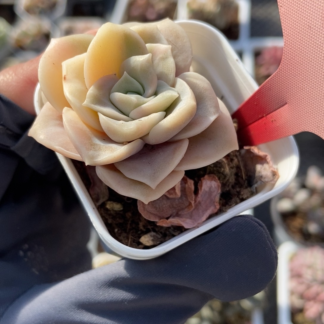 1815可爱玫瑰锦多肉植物保护