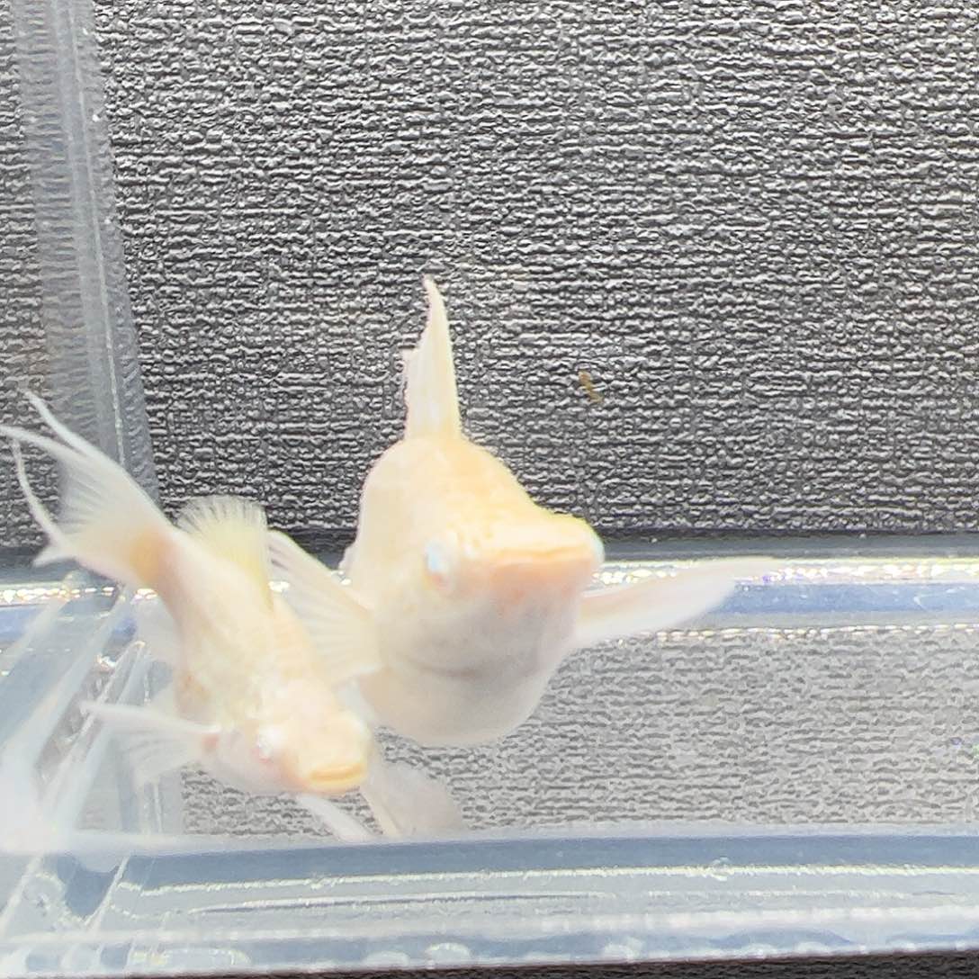 孔雀鱼瓷白粉钻眼