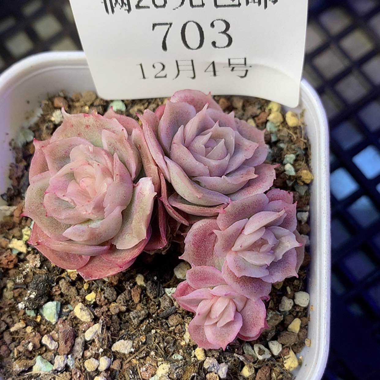 【闪购商品】云703号