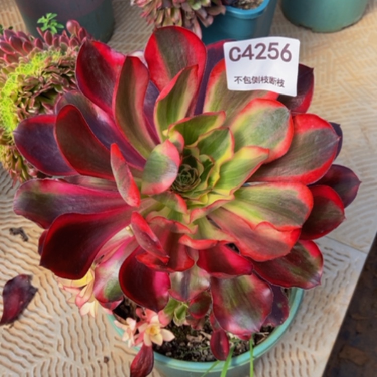 【闪购商品】4256红魔女多肉