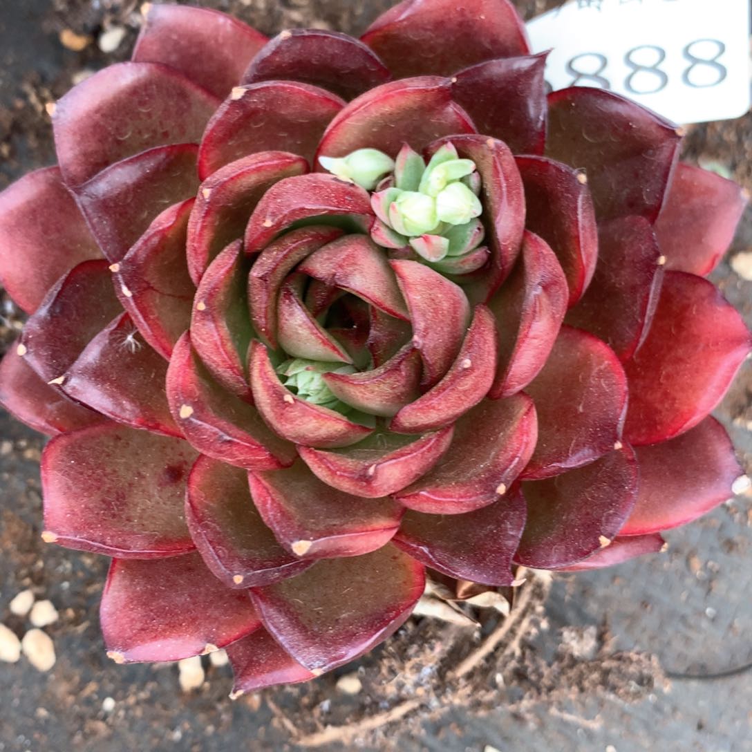 6888杂交多肉植物