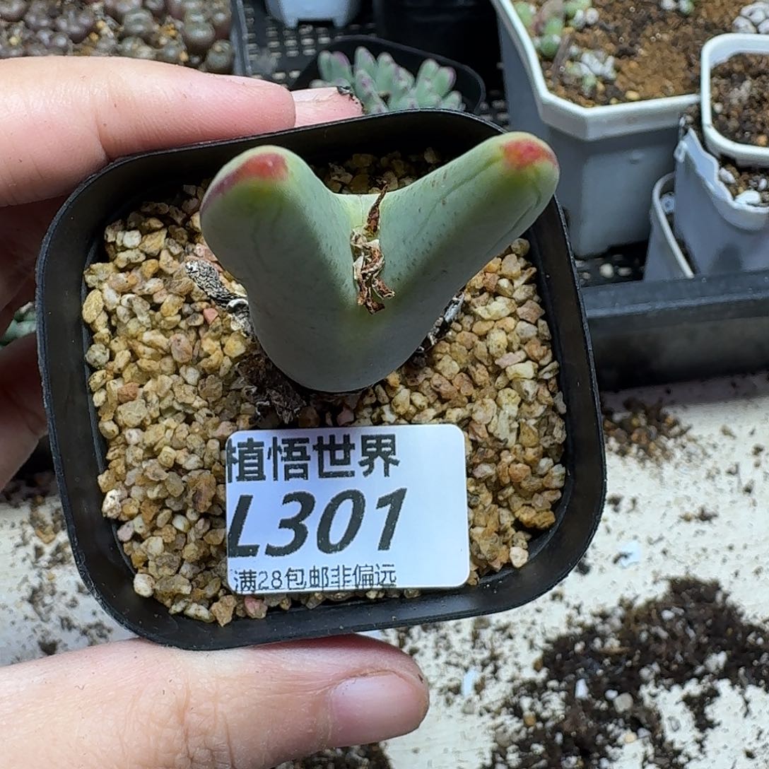多肉植物的人生ghn