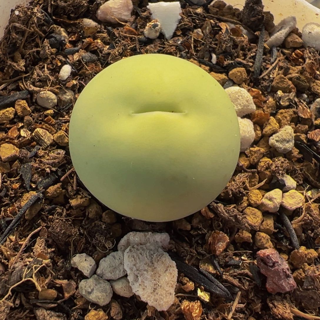 015多肉植物种类多样