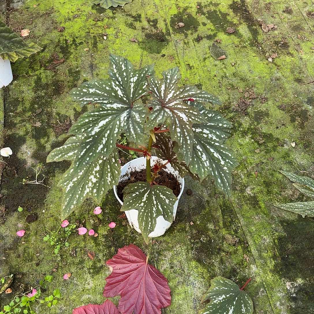 完全开放风铃屋头