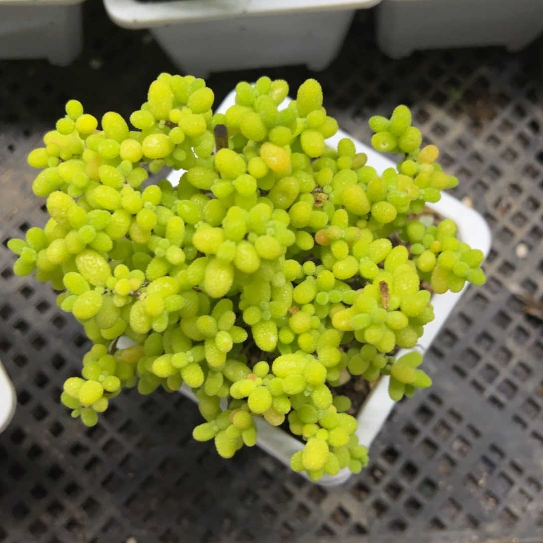 金桔10白方老桩福利