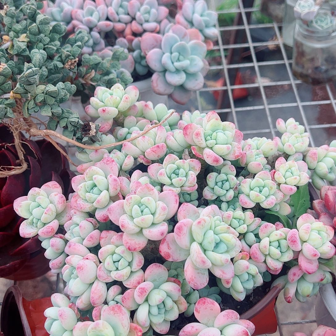 香香劳尔多头群生老桩