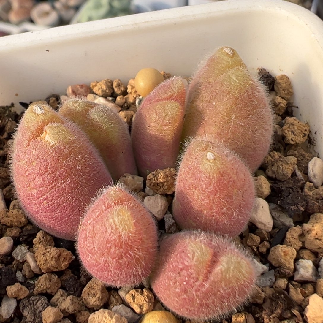 12多肉植物百科植物