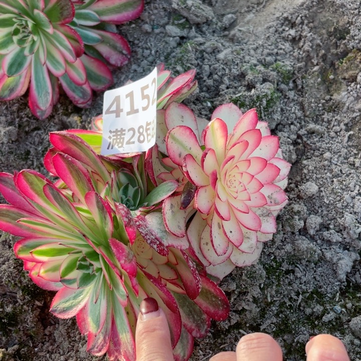 4152二号棚倾城多肉植物L