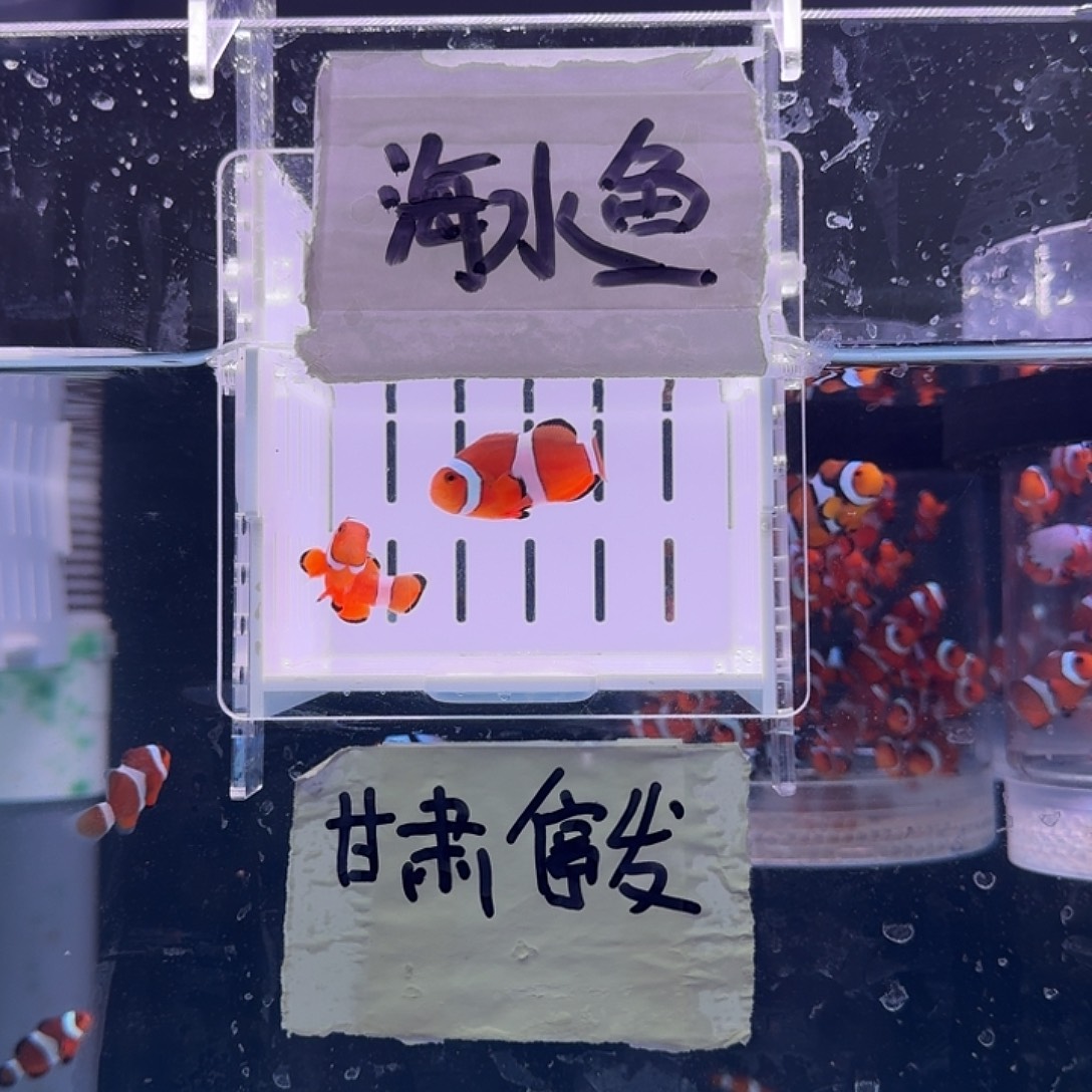 海水鱼4+精品黑边公子一对