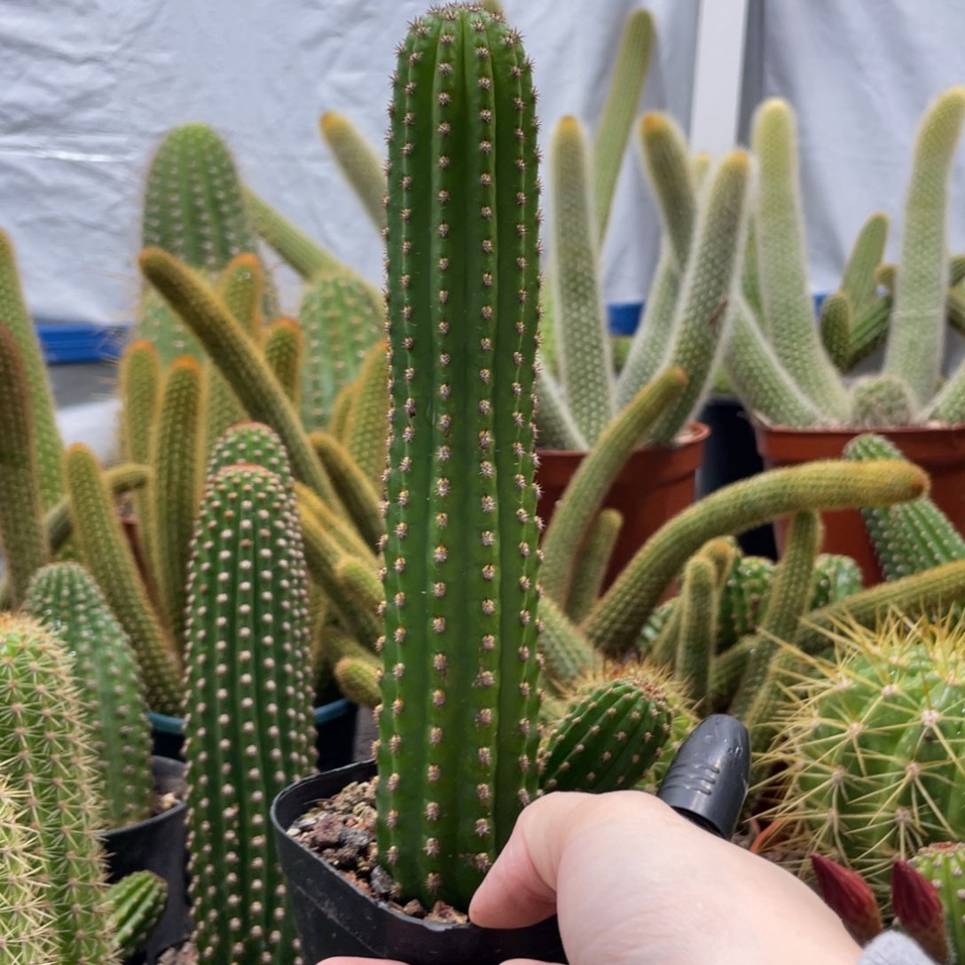 自根进口金妞金4一物一拍3