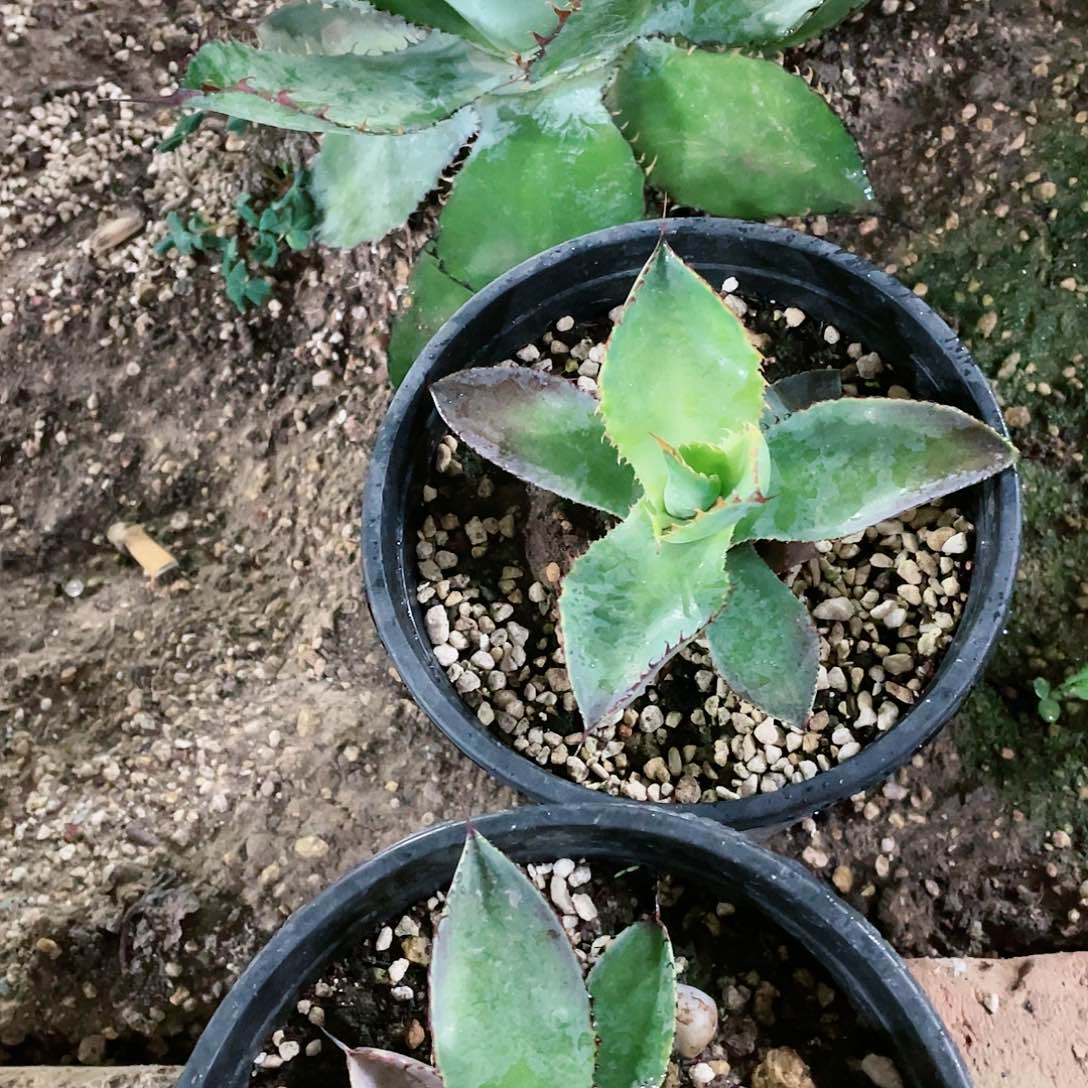 火焰蕾丝13公分左右小颗龙舌兰